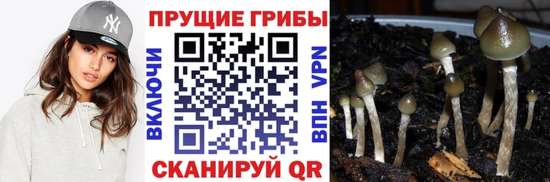 Галлюциногенные грибы прущие грибы  Лабинск 